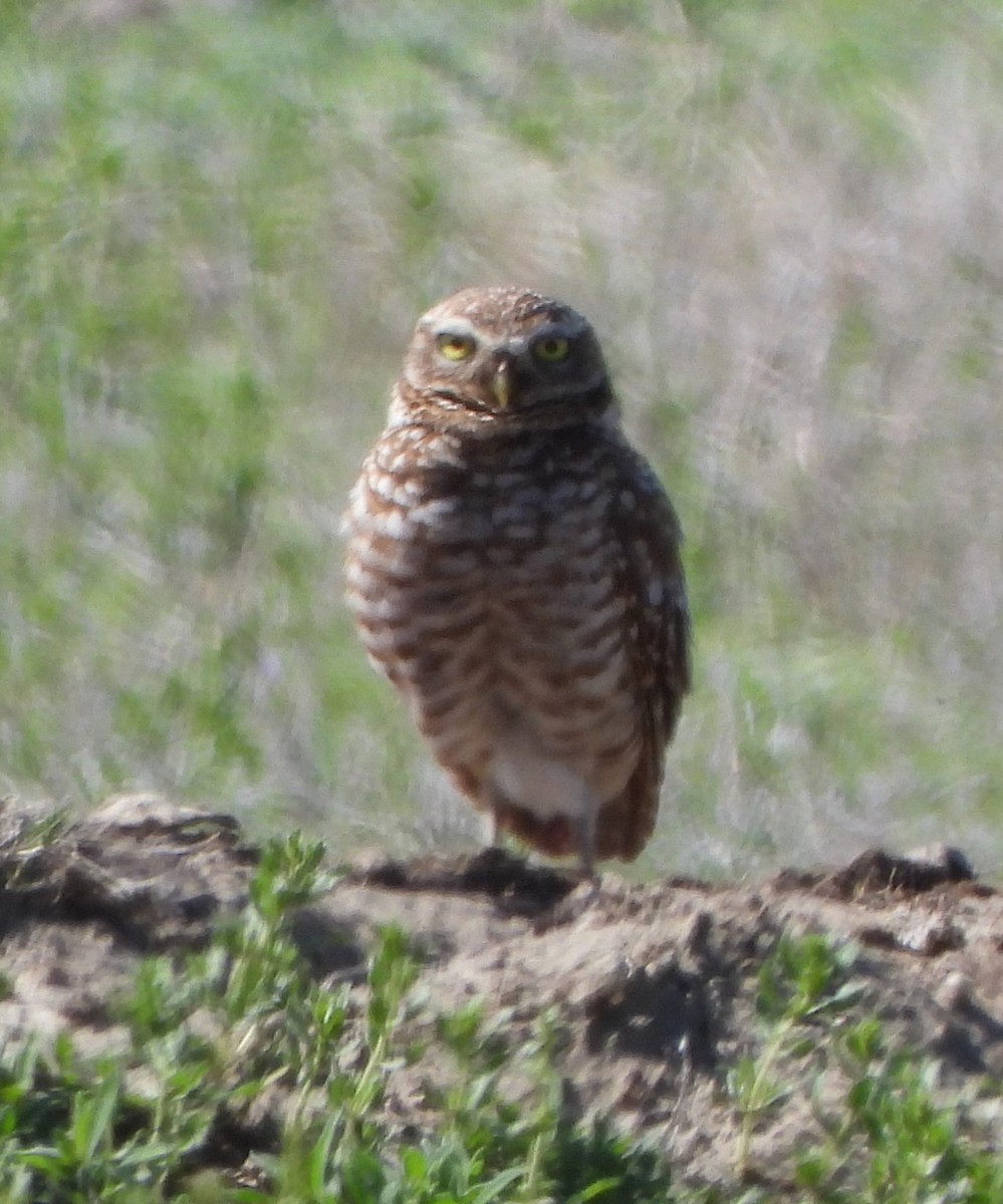 Burrowing Owl - ML619995713