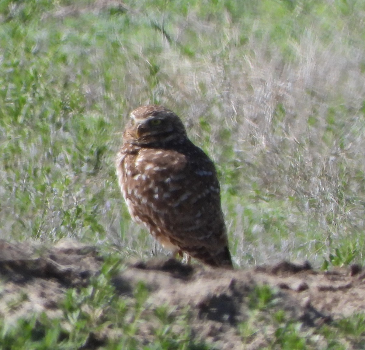 Burrowing Owl - ML619995714