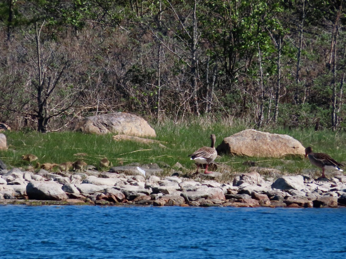 Graylag Goose - ML619995717