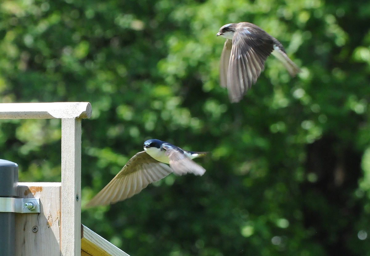 Tree Swallow - ML619995722