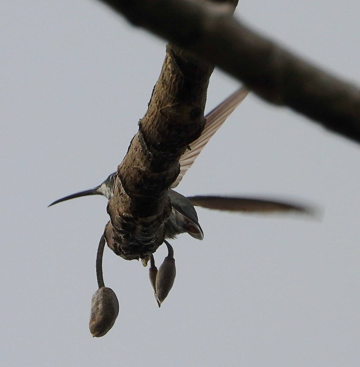 Grünbrust-Mangokolibri - ML619995725