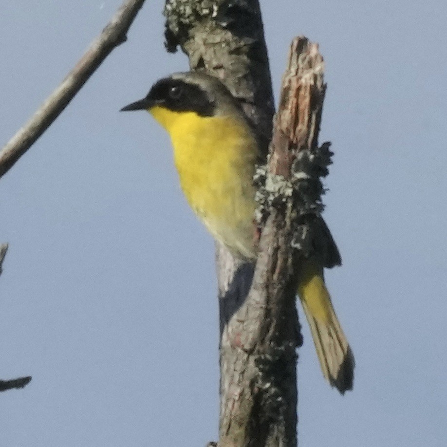 Common Yellowthroat - ML619995736