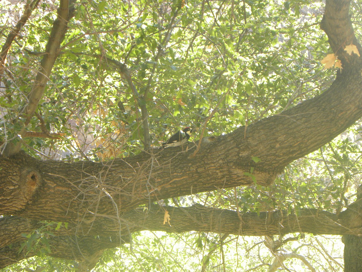 Acorn Woodpecker - ML619995737