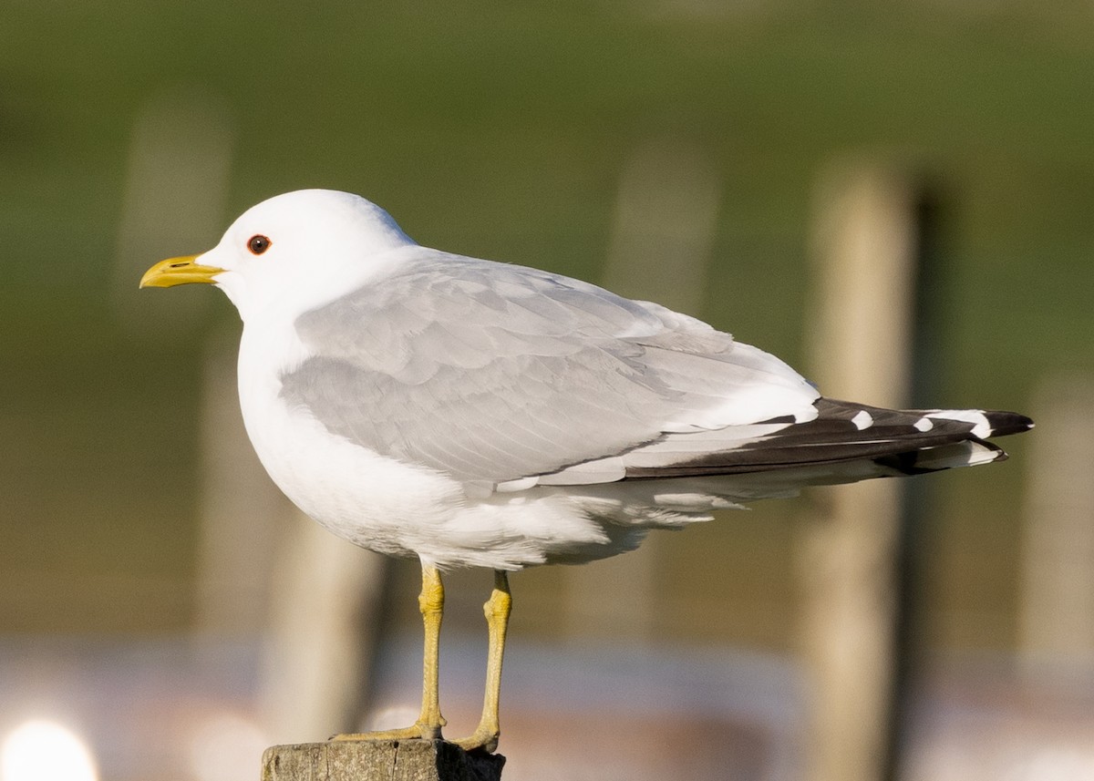 Common Gull - ML619995739