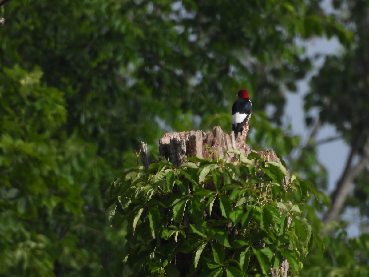 Red-headed Woodpecker - ML619995745