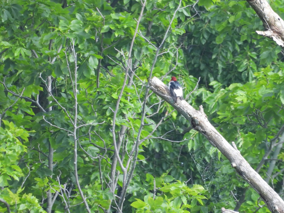 Red-headed Woodpecker - ML619995746