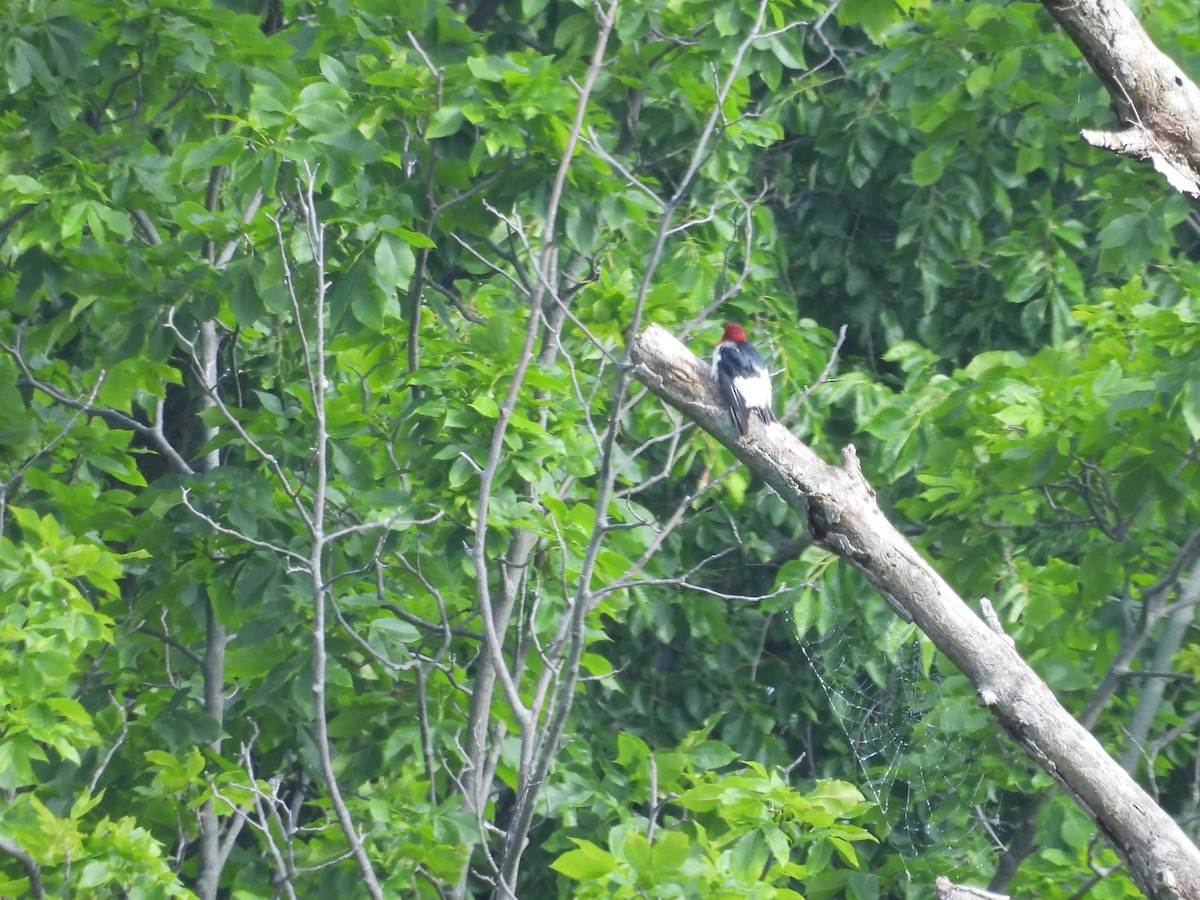 Pic à tête rouge - ML619995746