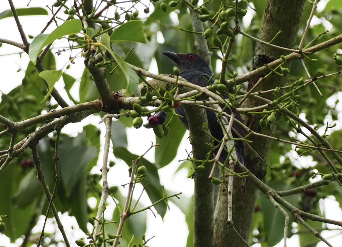 Asian Fairy-bluebird - ML619995754