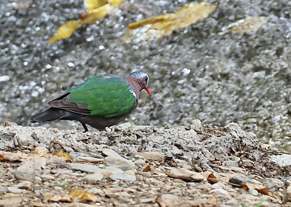 holub zelenokřídlý - ML619995757