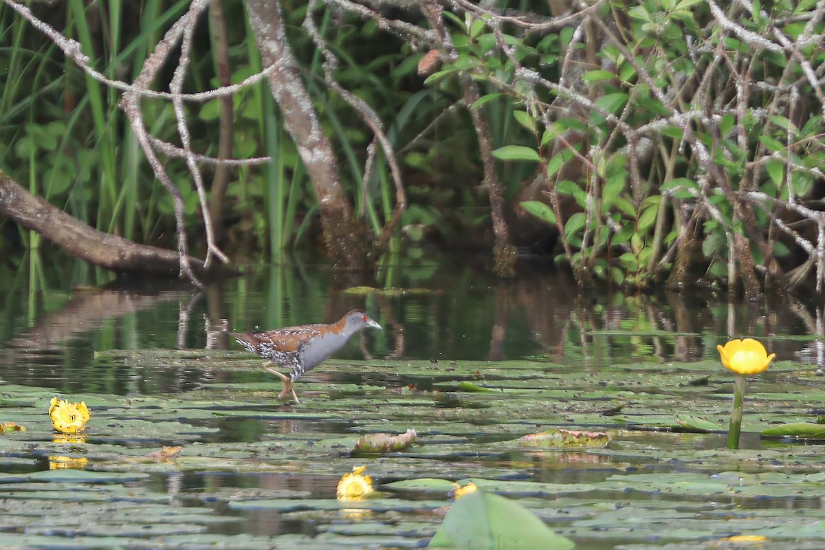 Baillon's Crake - ML619995761