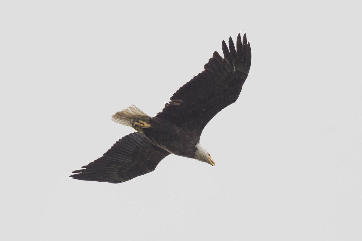 Bald Eagle - ML619995782