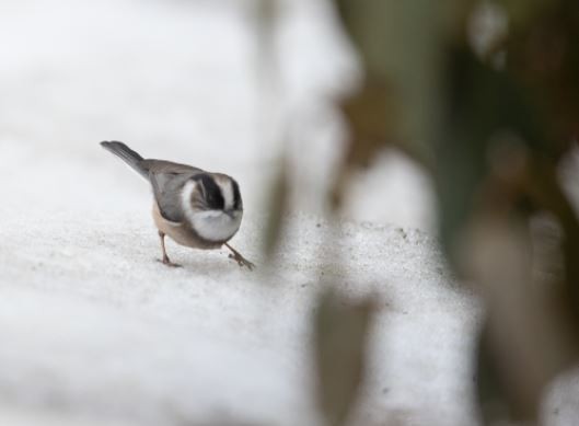 White-throated Tit - ML619995790