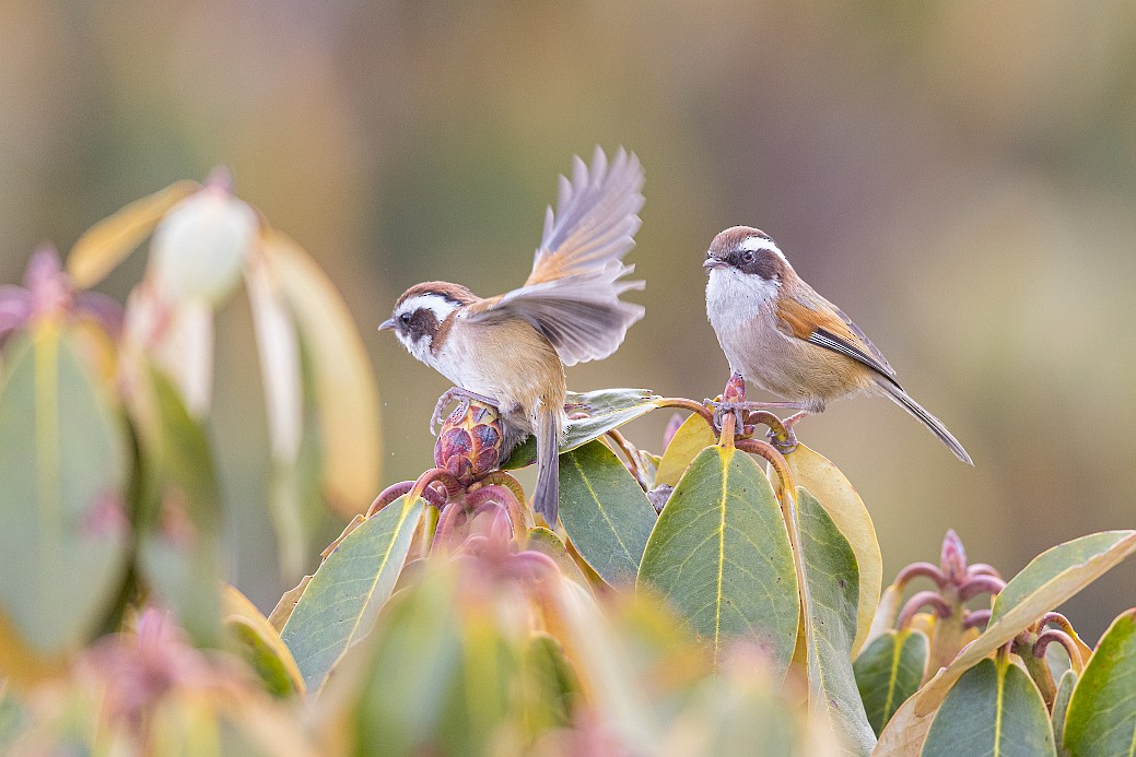 White-browed Fulvetta - ML619995798