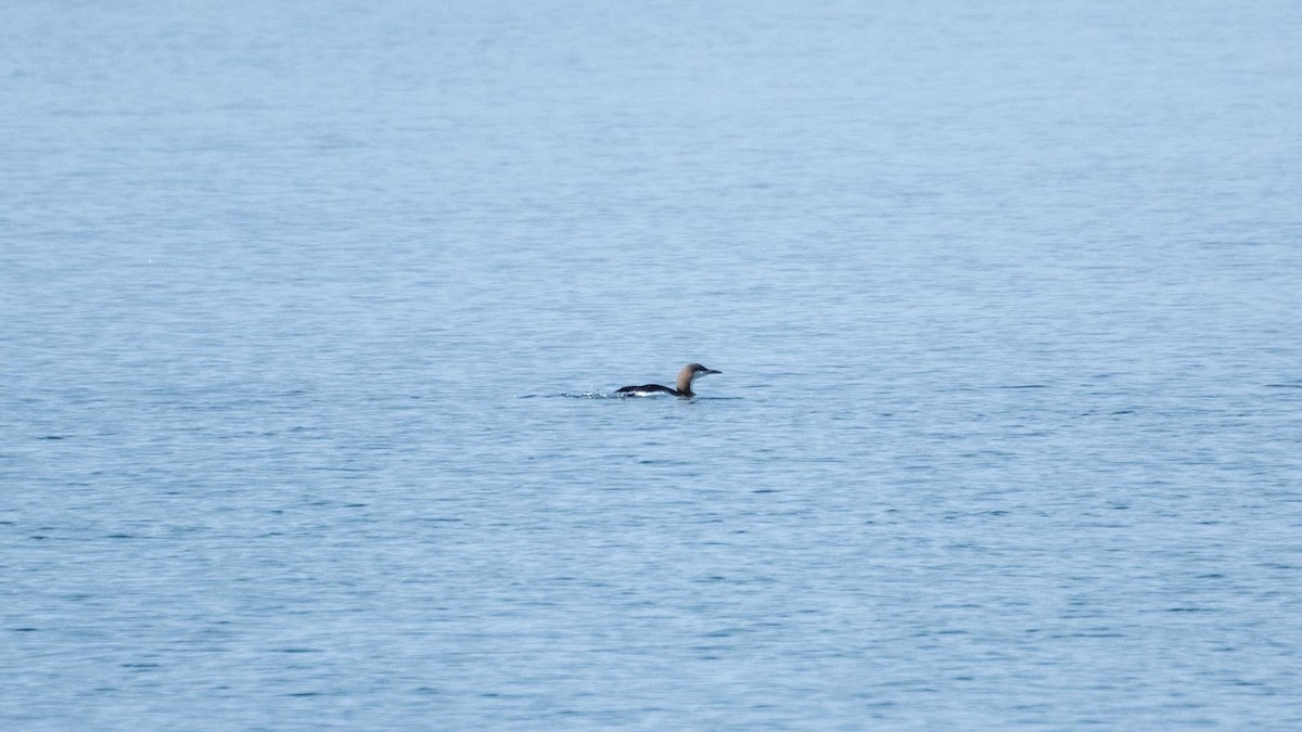 Eared Grebe - ML619995801