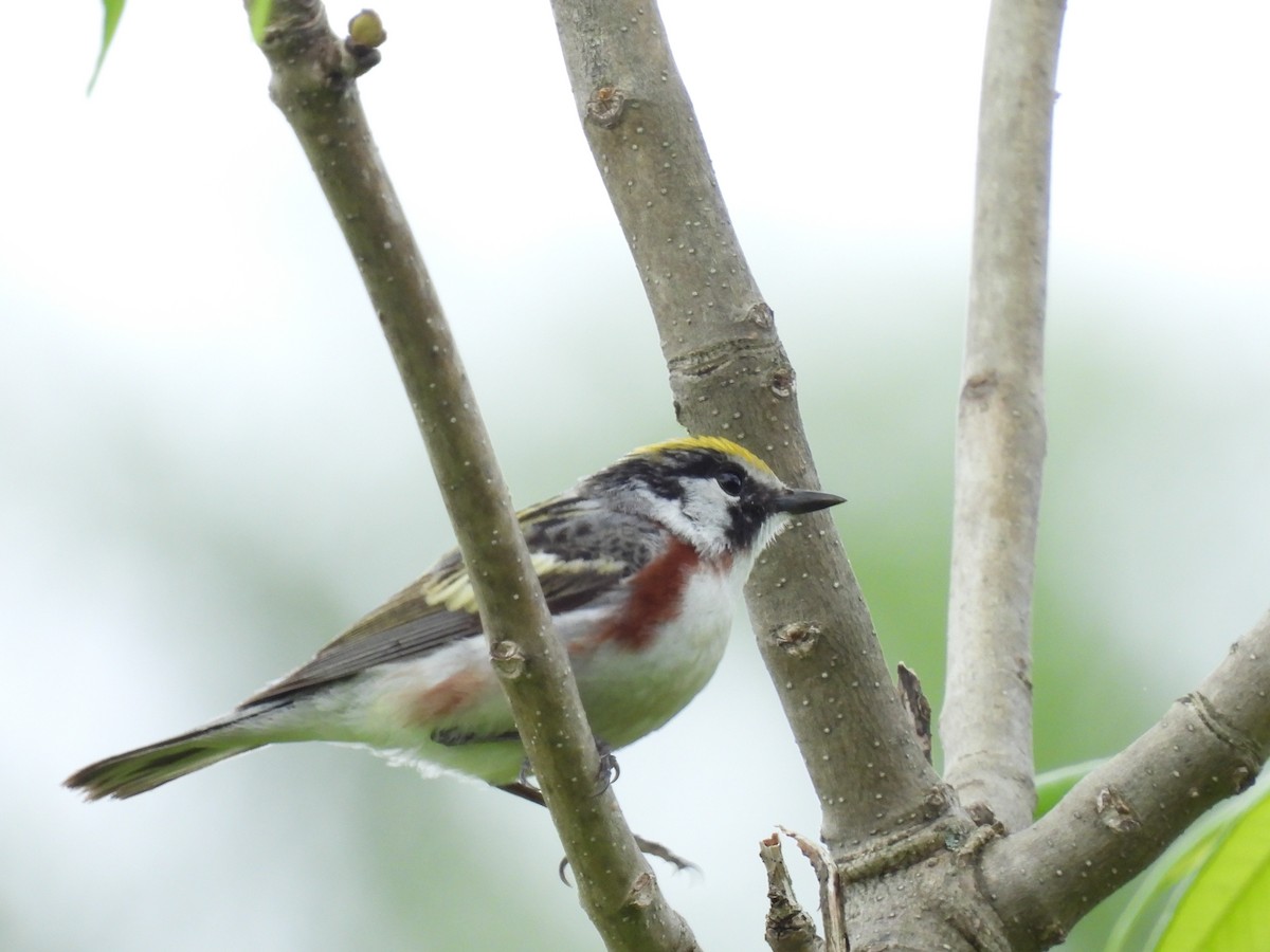 Chestnut-sided Warbler - ML619995824