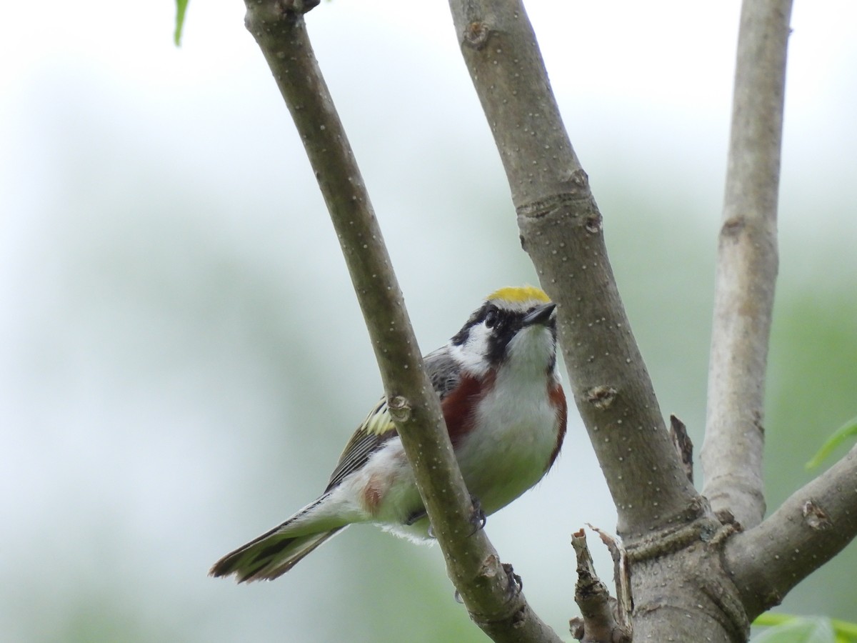 Chestnut-sided Warbler - ML619995825