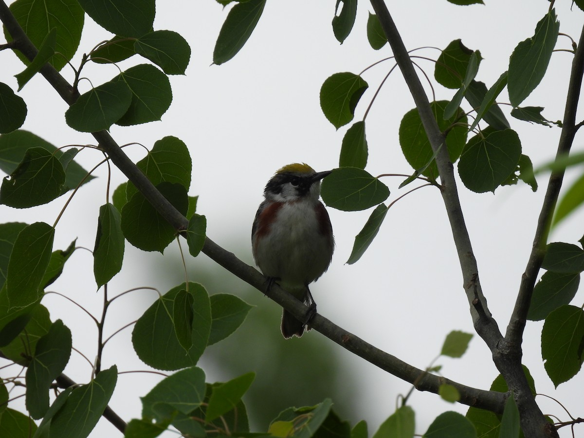 Chestnut-sided Warbler - ML619995828