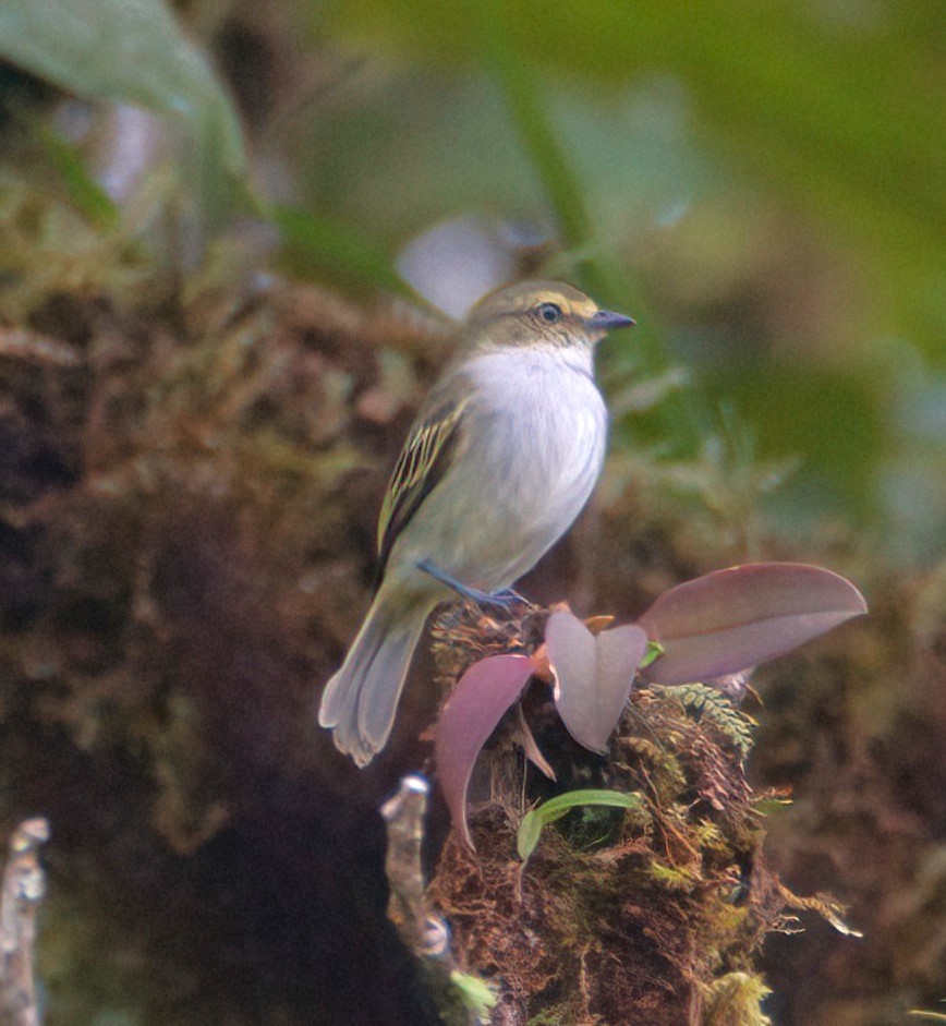 Choco Tyrannulet - Sue Riffe