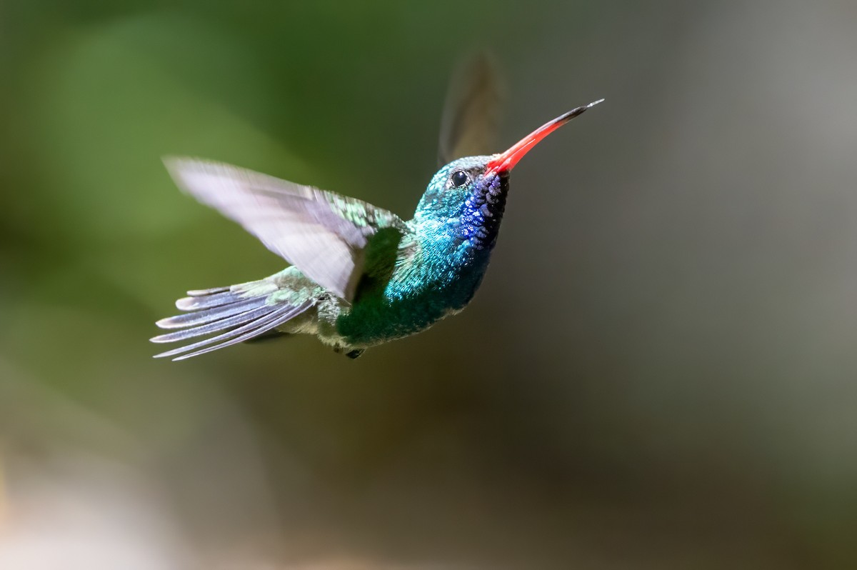 Broad-billed Hummingbird - ML619995846