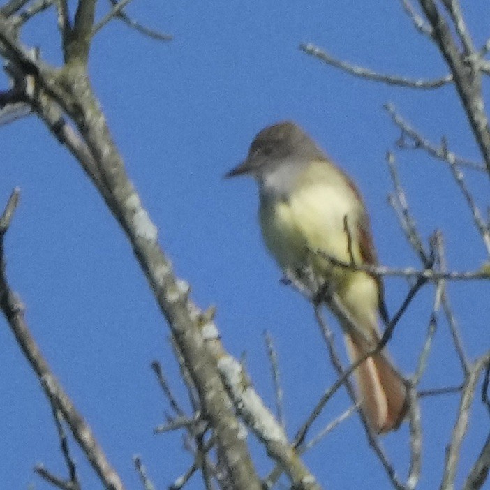 Great Crested Flycatcher - ML619995847