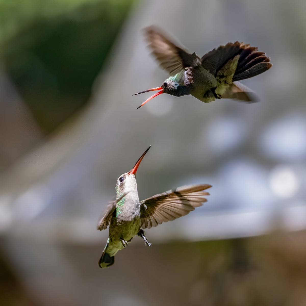 Broad-billed Hummingbird - ML619995856
