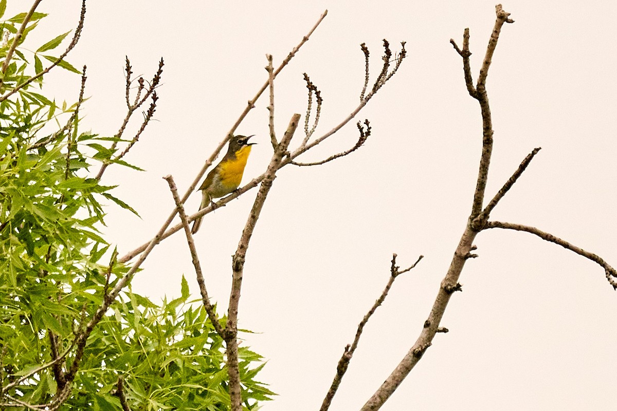 Yellow-breasted Chat - ML619995869