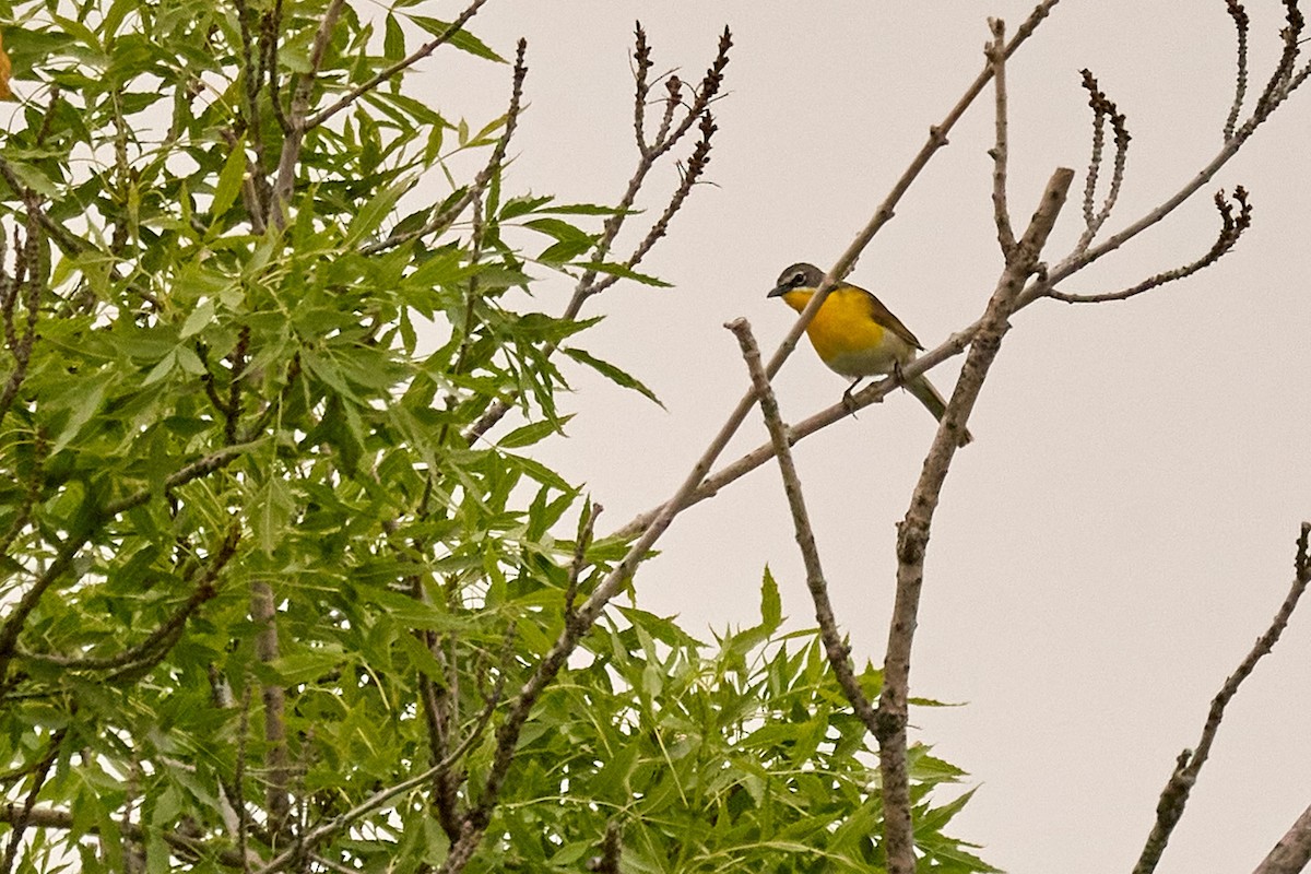 Yellow-breasted Chat - ML619995870