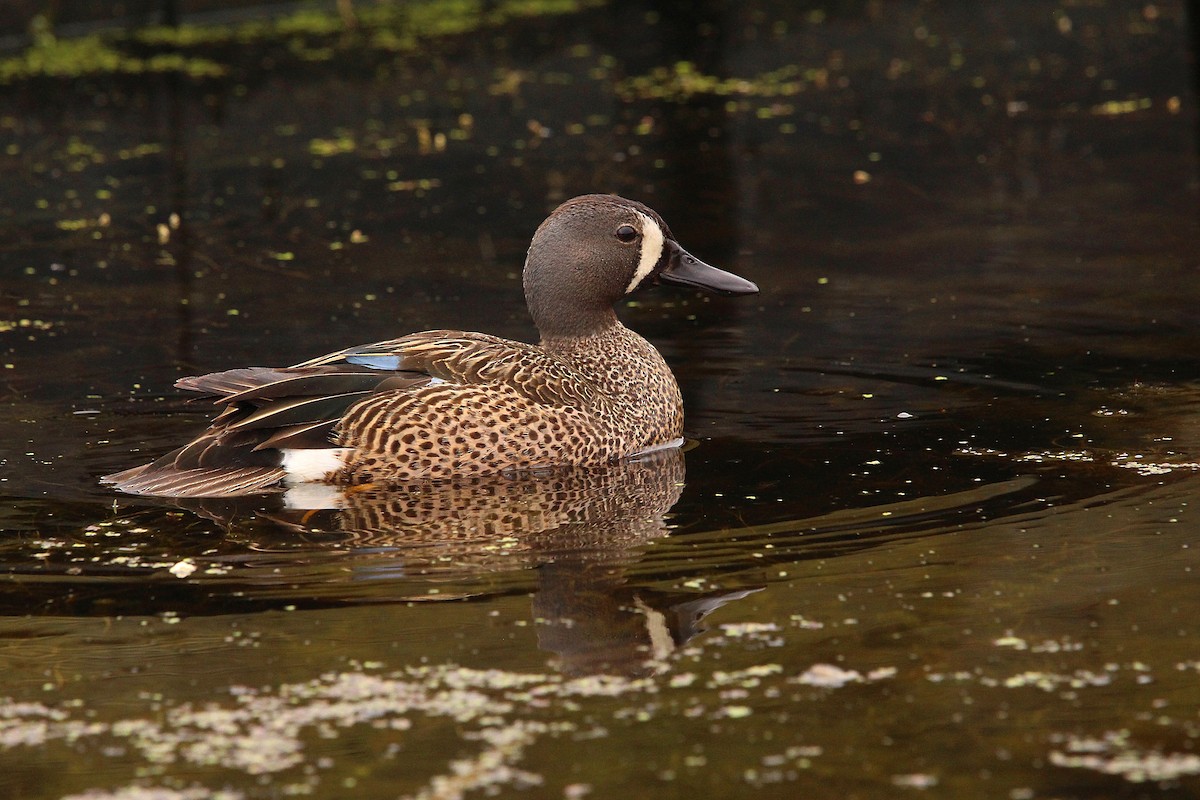 Blue-winged Teal - ML619995872