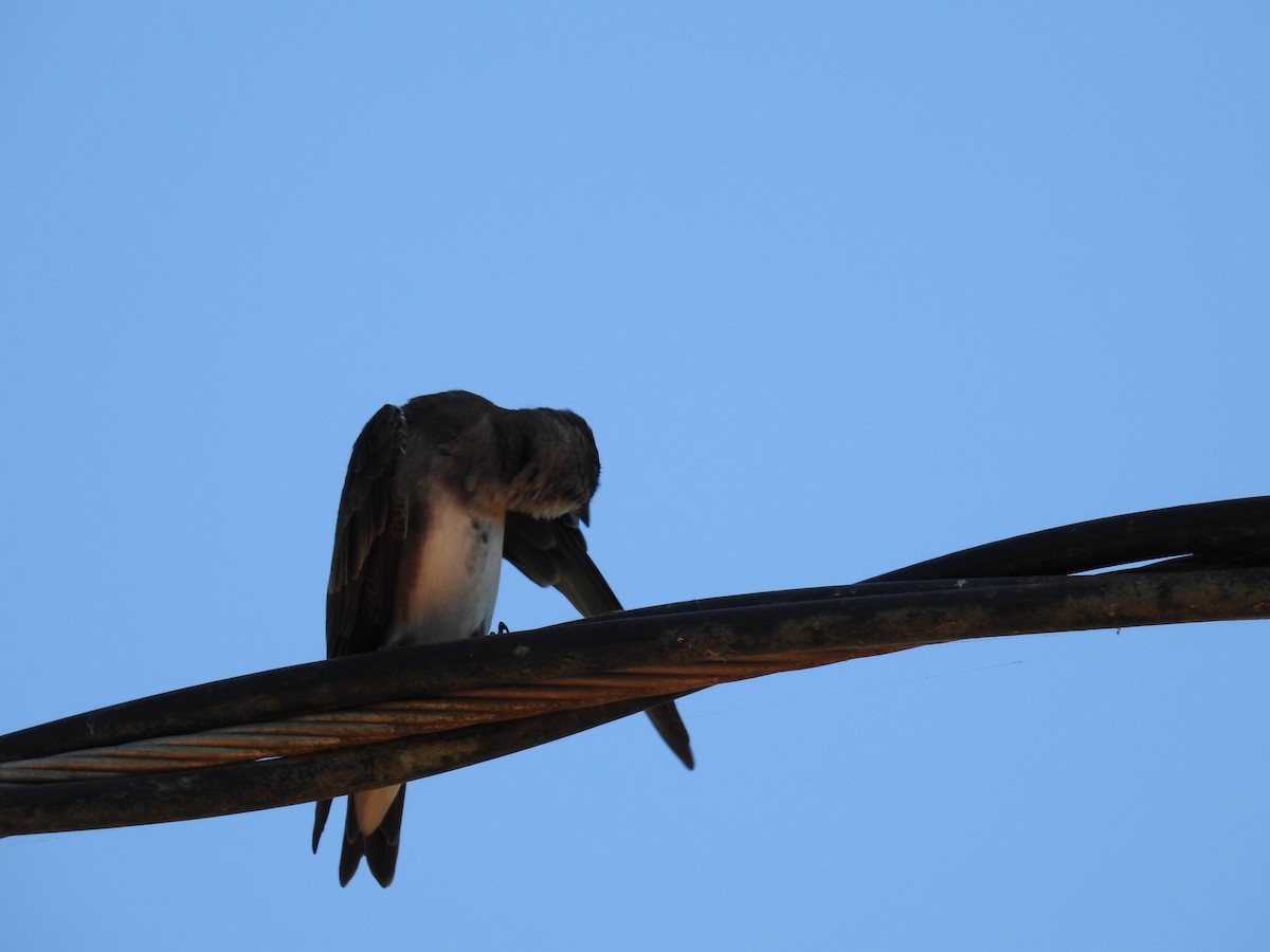 Brown-chested Martin - ML619995873