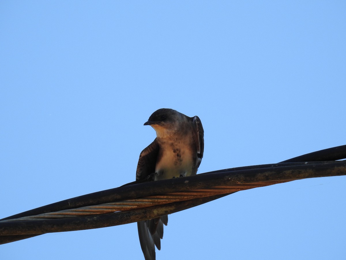 Brown-chested Martin - ML619995874