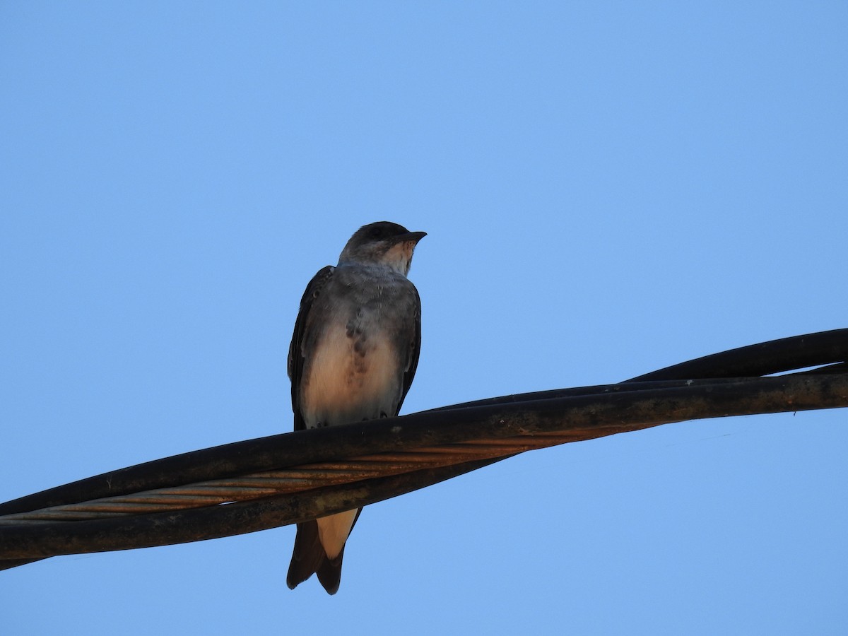 Brown-chested Martin - ML619995875