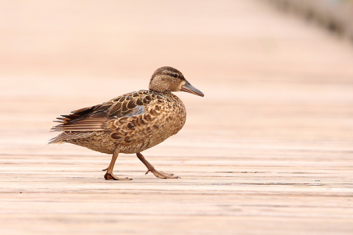 Blue-winged Teal - ML619995877
