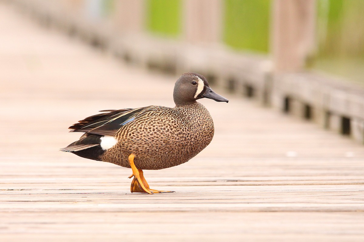 Blue-winged Teal - ML619995880