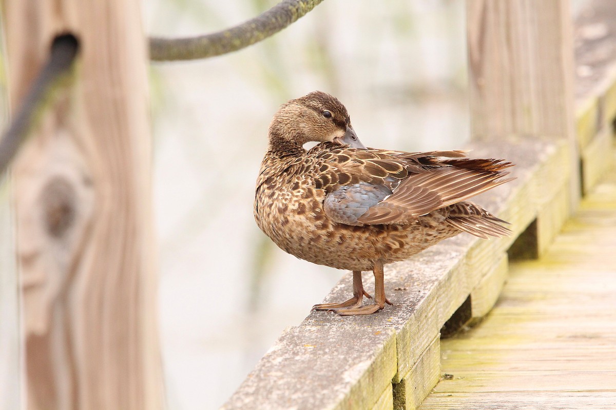 Blue-winged Teal - ML619995891