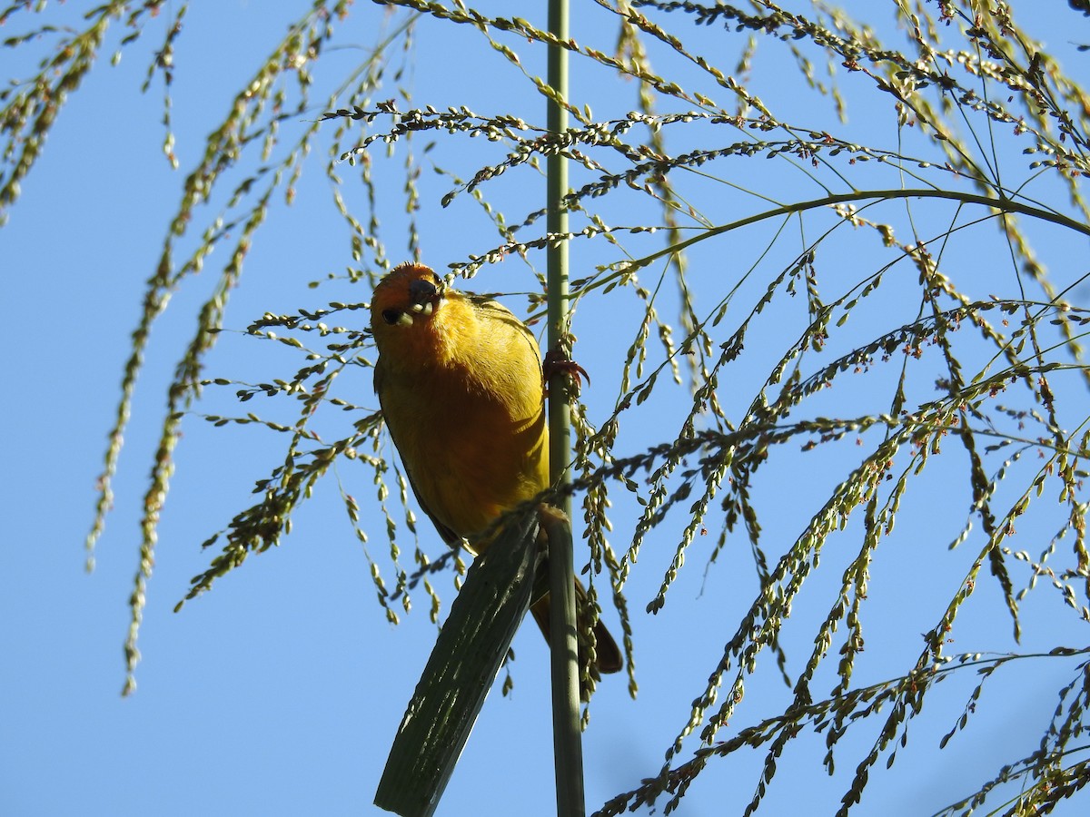 Saffron Finch - ML619995902