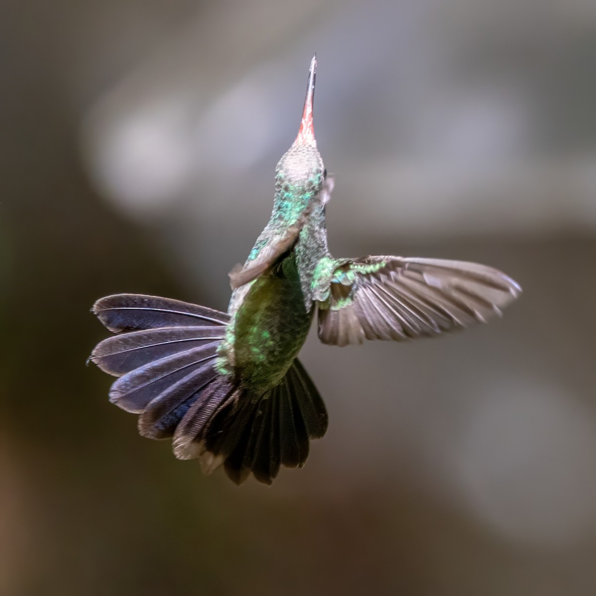 Broad-billed Hummingbird - ML619995908