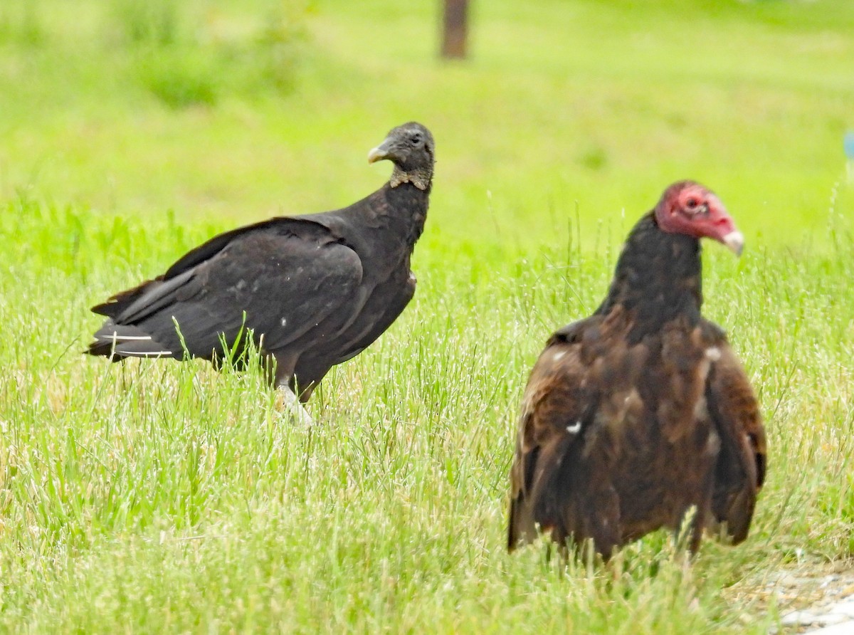 Black Vulture - ML619995909