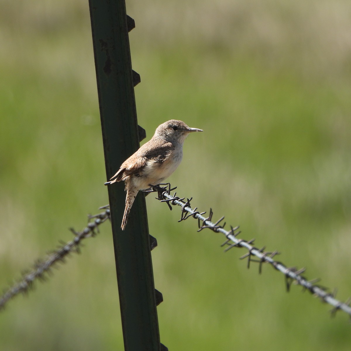 Rock Wren - ML619995910