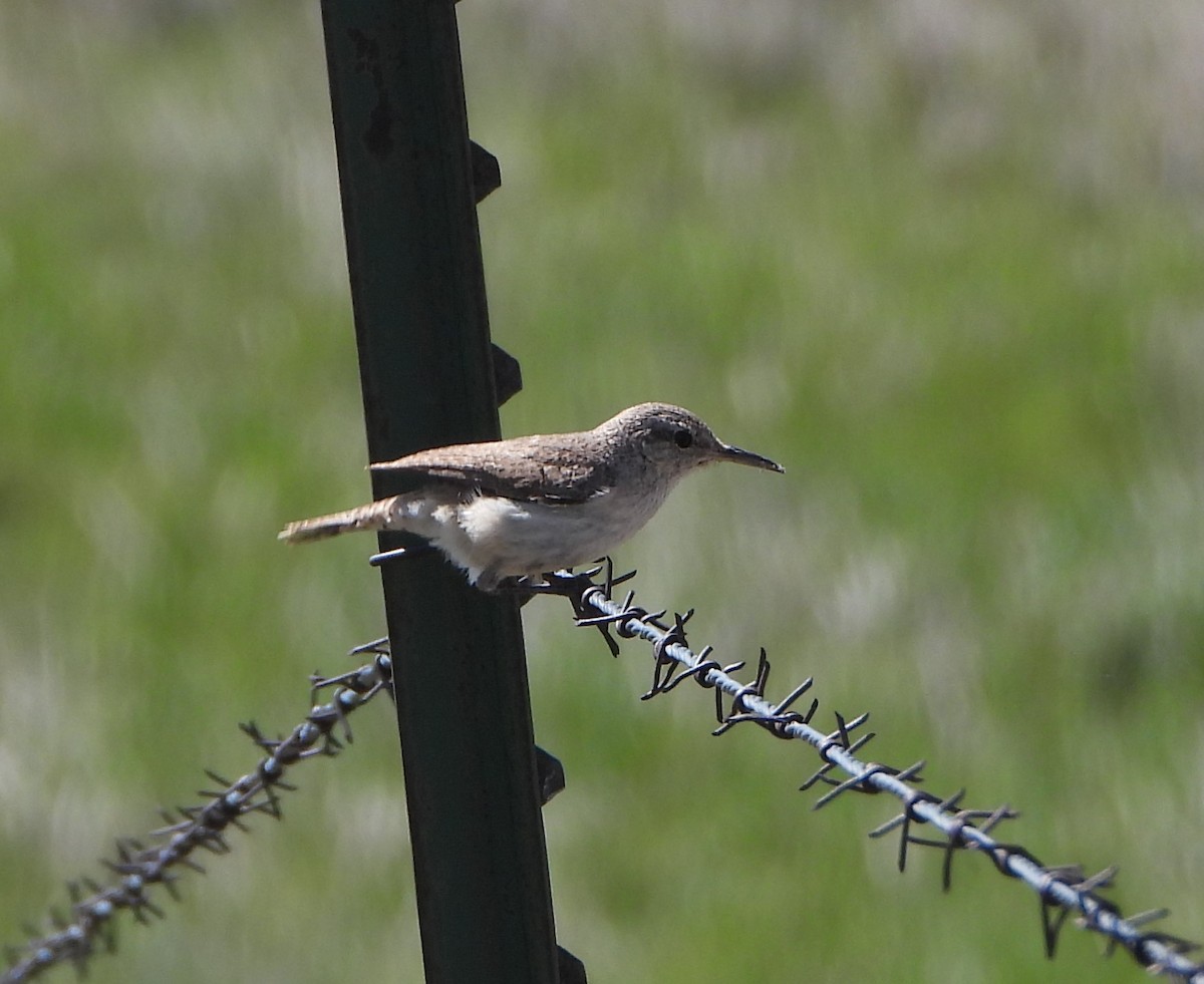 Rock Wren - Cathy Hagstrom