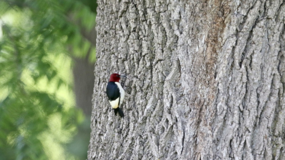 Red-headed Woodpecker - John Garrett