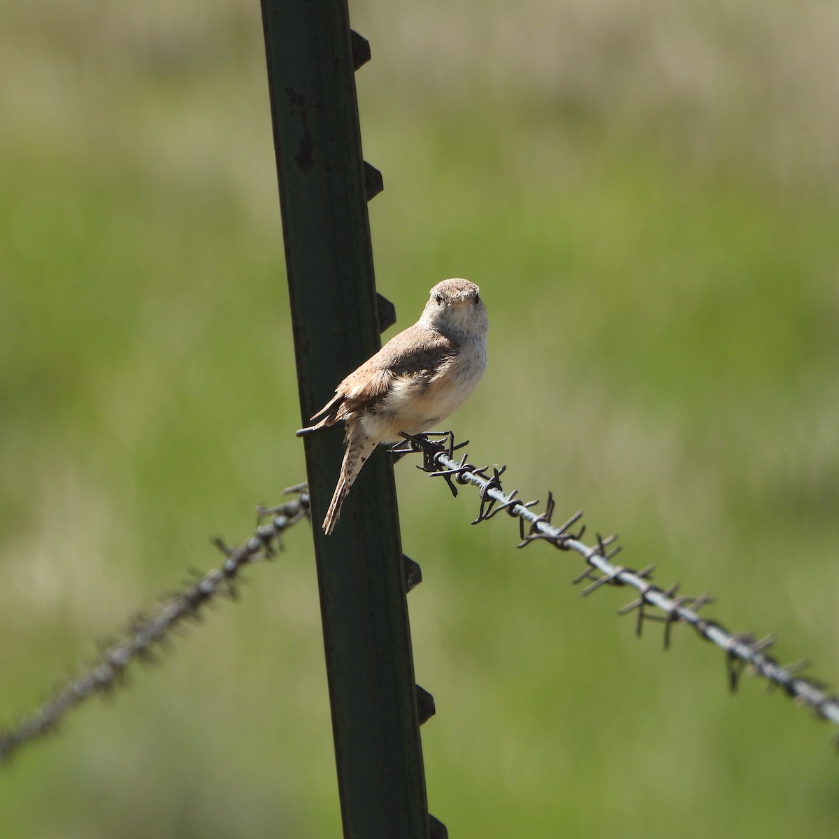 Rock Wren - Cathy Hagstrom