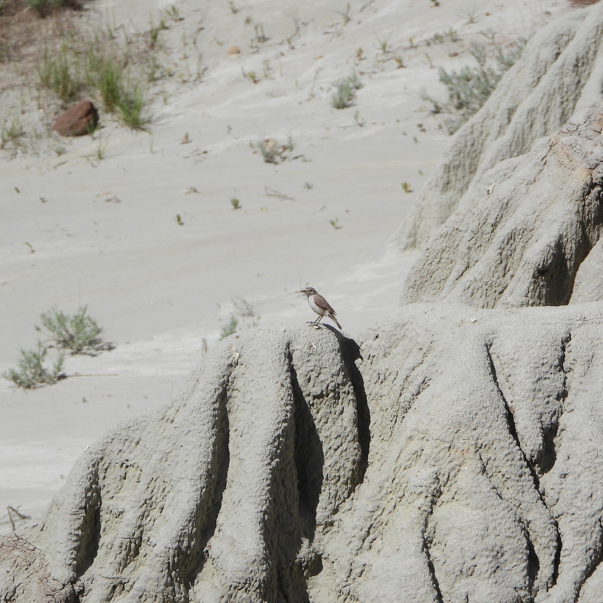 Rock Wren - ML619995925