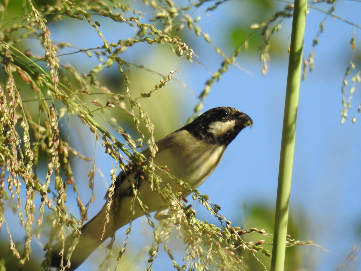 Lined Seedeater - ML619995934