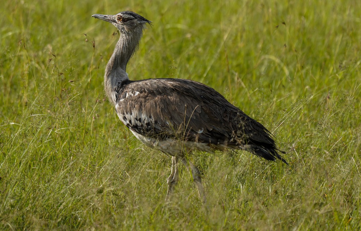 Kori Bustard - ML619995935