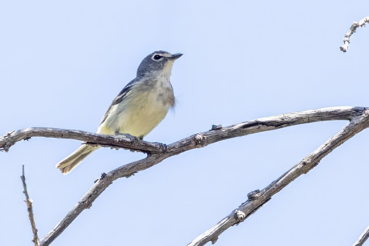 Plumbeous Vireo - ML619995936