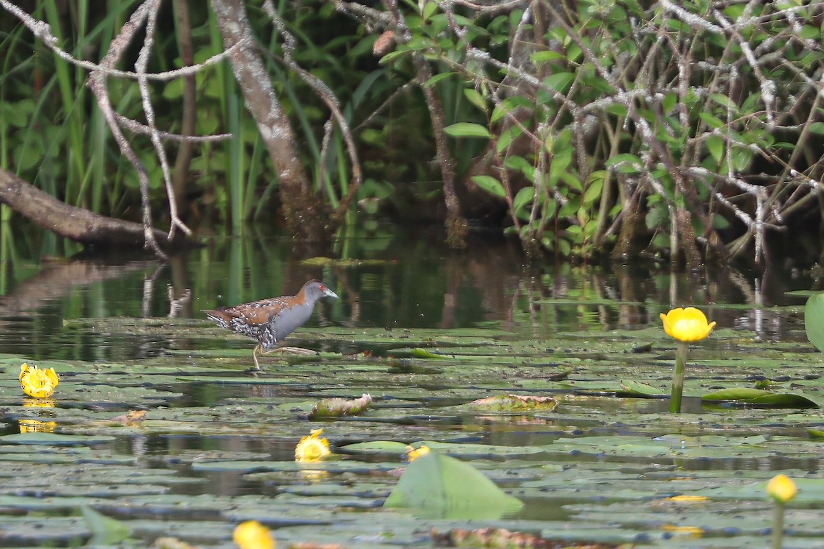 Baillon's Crake - ML619995937