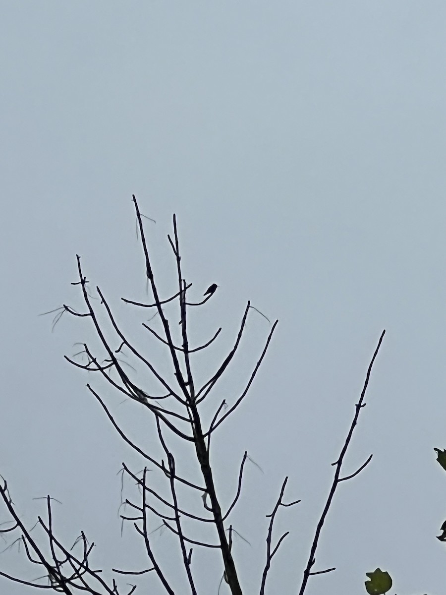 Yakut Boğazlı Kolibri - ML619995940