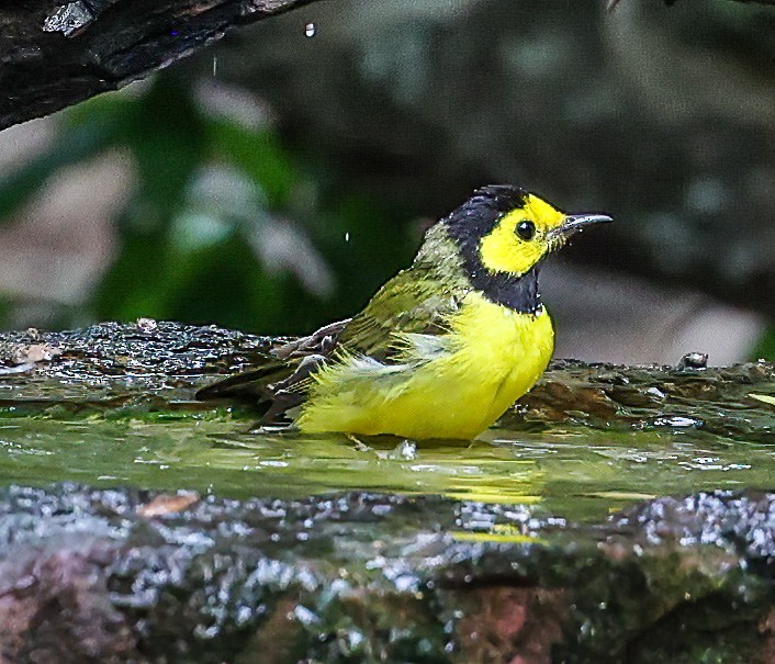 Hooded Warbler - ML619995956