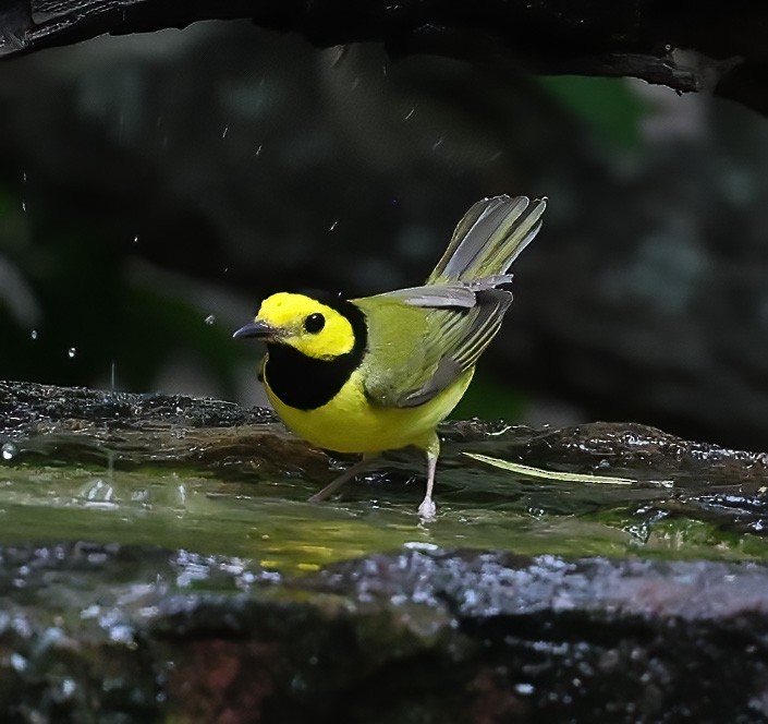 Hooded Warbler - ML619995958