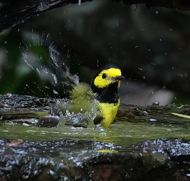 Hooded Warbler - ML619995960